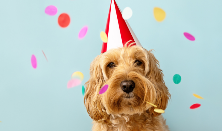 Cheeky_dog_turns_three Dog in a party hat with confetti